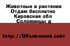 Животные и растения Отдам бесплатно. Кировская обл.,Соломинцы д.